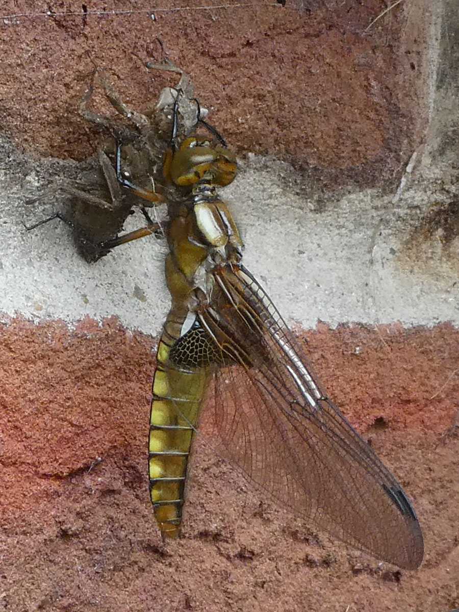 Libellula_depressa